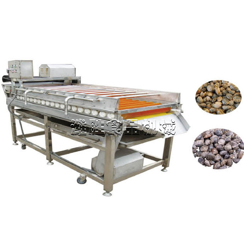 clam (variegated clam) cleaning machine